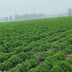 河北藥材種植戶種植菊花——李先生