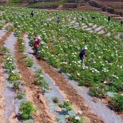 江西牡丹種植客戶